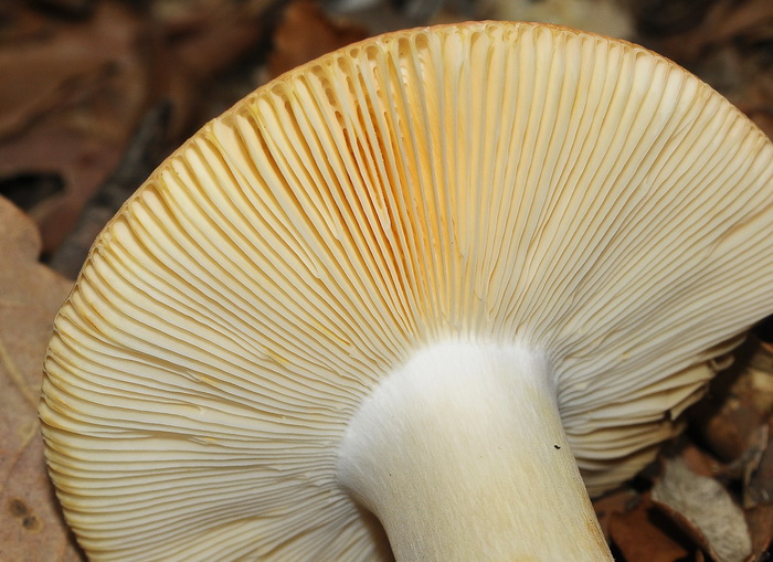 Russula maculata?